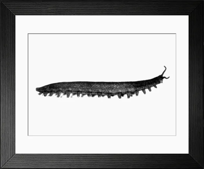 Framed Print : Peripatus, a genus of Onychophora (Velvet worms) Framed Print : Peripatus, a genus of Onychophora (Velvet worms)