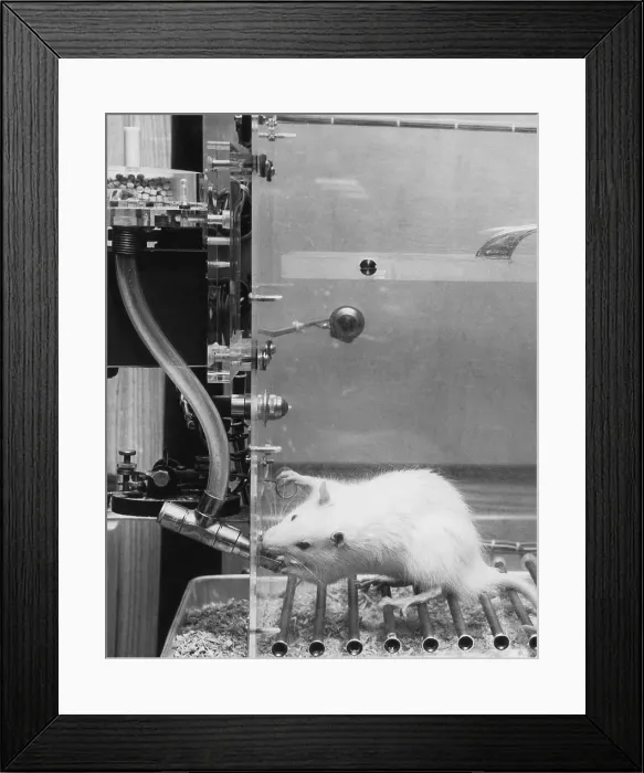 Framed Print : Animal Testing, Lab Rat in Climate Chamber Framed Print : Animal Testing, Lab Rat in Climate Chamber