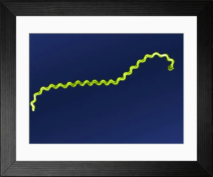 Framed Print : Leptospira Bacteria, under a microscope (SEM) Framed Print : Leptospira Bacteria, under a microscope (SEM)