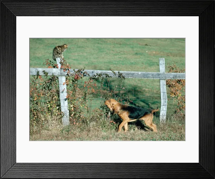 Framed Print : Bloodhound Finds Cat Framed Print : Bloodhound Finds Cat
