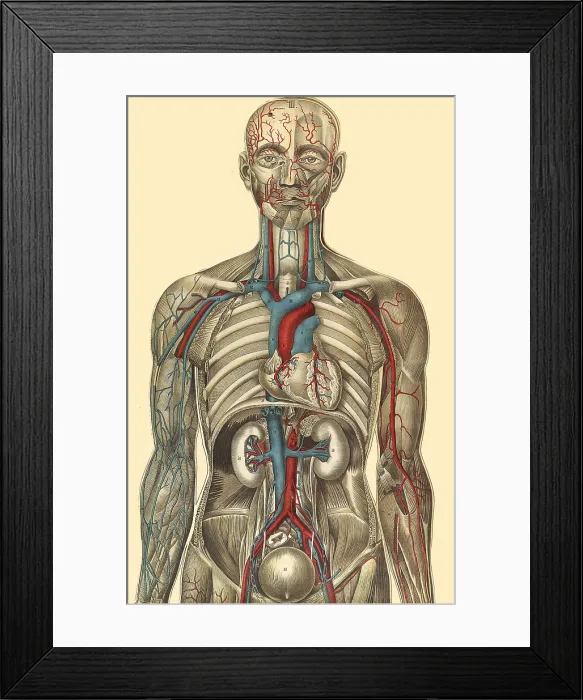 Framed Print : Julien Bougle 'Le corps humain', 1899 Framed Print : Julien Bougle 'Le corps humain', 1899