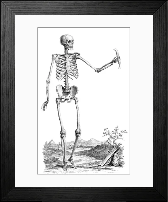 Framed Print : William Cheselden, 'Osteographia', 1733 Framed Print : William Cheselden, 'Osteographia', 1733