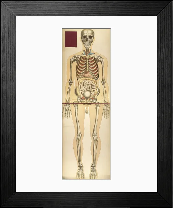 Framed Print : Julien Bougle, Le corps humain, 1899 Framed Print : Julien Bougle, Le corps humain, 1899