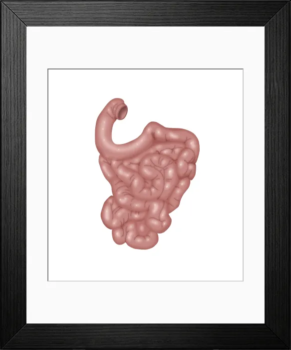 Framed Print : Small Intestines Framed Print : Small Intestines