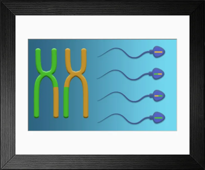 Framed Print : Genetic Recombination is the crossover of genetic material between chromosomes during spermatogenesis, microbiology Framed Print : Genetic Recombination is the crossover of genetic material between chromosomes during spermatogenesis, microbiology