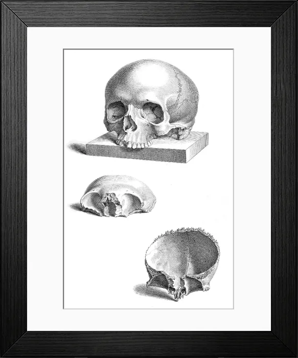 Framed Print : William Cheselden, 'Osteographia', 1733 Framed Print : William Cheselden, 'Osteographia', 1733