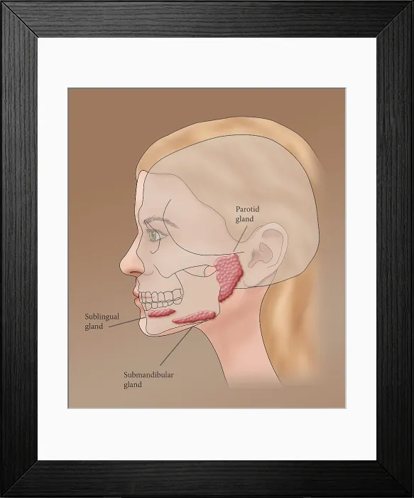 Framed Print : Salivary glands, Illustration Framed Print : Salivary glands, Illustration