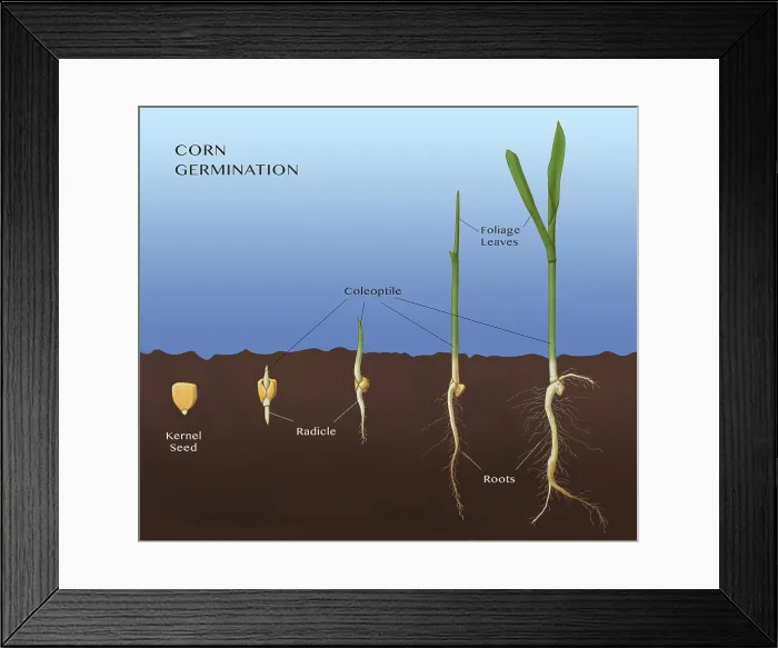 Framed Print : Corn Seed Germination, Illustration Framed Print : Corn Seed Germination, Illustration