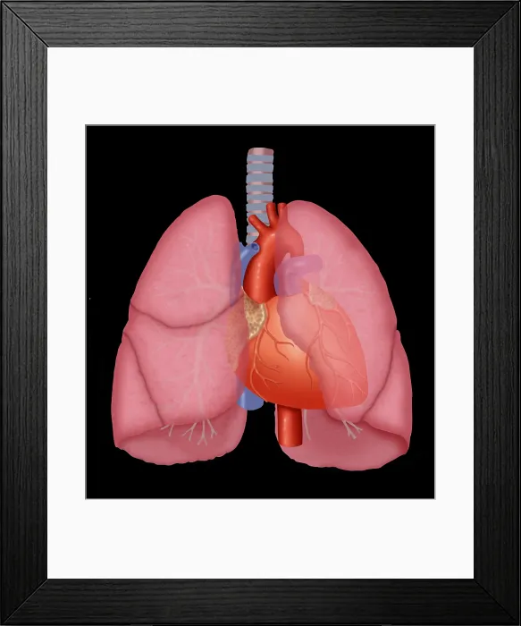 Framed Print : Lungs and heart Framed Print : Lungs and heart