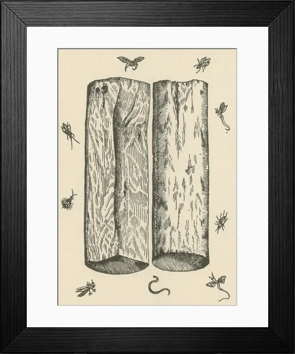Framed Print : White Sandalwood, Alchemy Plant Framed Print : White Sandalwood, Alchemy Plant