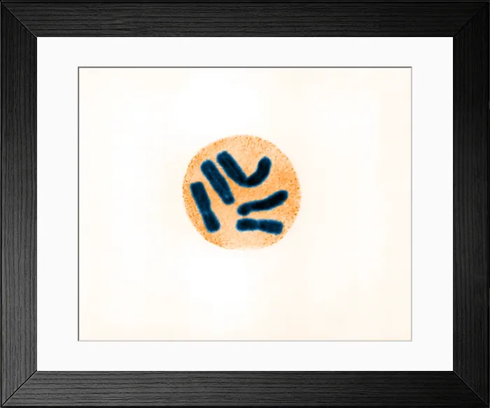 Framed Print : Metaphase in Trillium erectum Framed Print : Metaphase in Trillium erectum