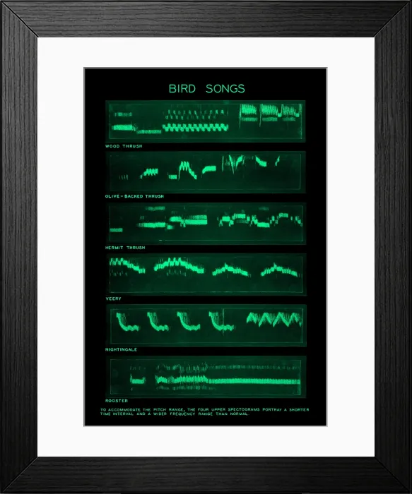 Framed Print : Spectrogram of Bird Songs Framed Print : Spectrogram of Bird Songs