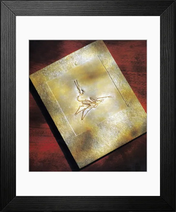 Framed Print : Pterodactylus Elegans Framed Print : Pterodactylus Elegans
