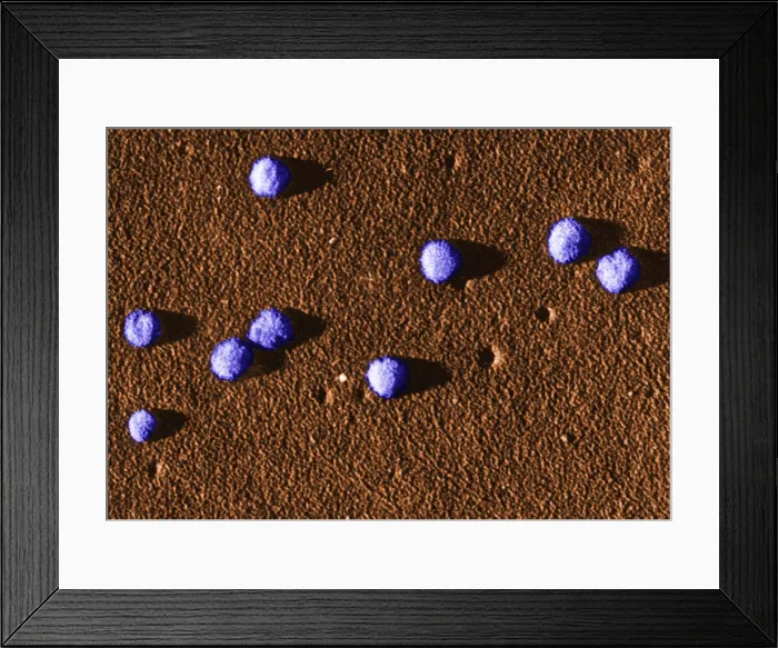 Framed Print : Influenza Virus Framed Print : Influenza Virus
