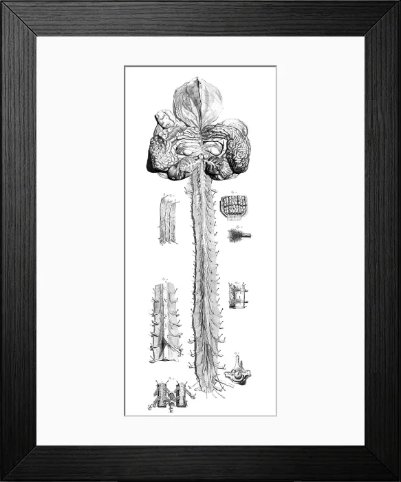 Framed Print : Anatomia humani corporis, Table 10, 1690 Framed Print : Anatomia humani corporis, Table 10, 1690