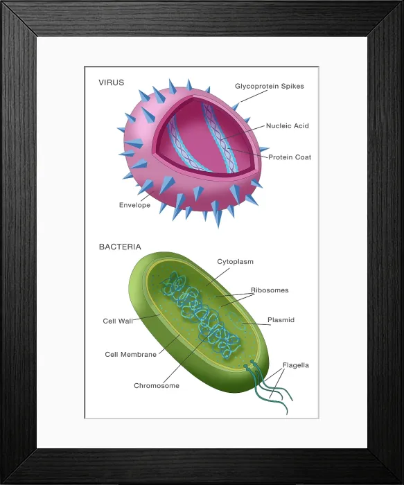 Framed Print : Virus vs bacteria structure comparison of differences, diagram, medical visual Framed Print : Virus vs bacteria structure comparison of differences, diagram, medical visual