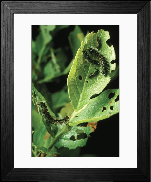 Framed Print : Gypsy Moth caterpillars Framed Print : Gypsy Moth caterpillars