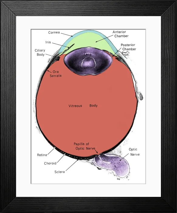 Framed Print : Eye, Cross Section Framed Print : Eye, Cross Section