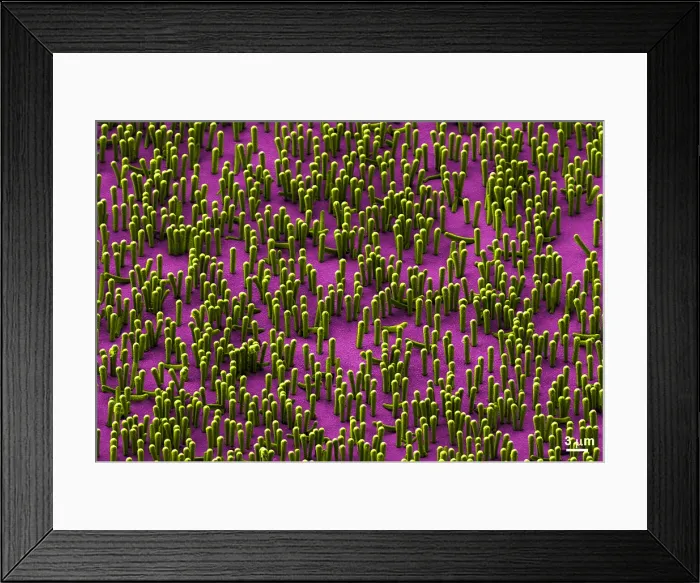Framed Print : Nanowire Lithium-ion Batteries, scanning electron micrograph Framed Print : Nanowire Lithium-ion Batteries, scanning electron micrograph