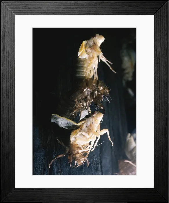 Framed Print : Periodical Cicada
