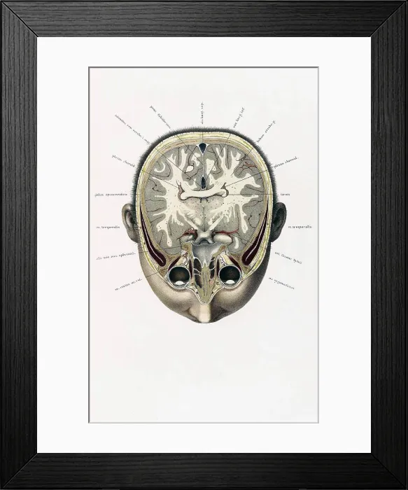 Framed Print : Topographisch-anatomischer, Braune, 1872