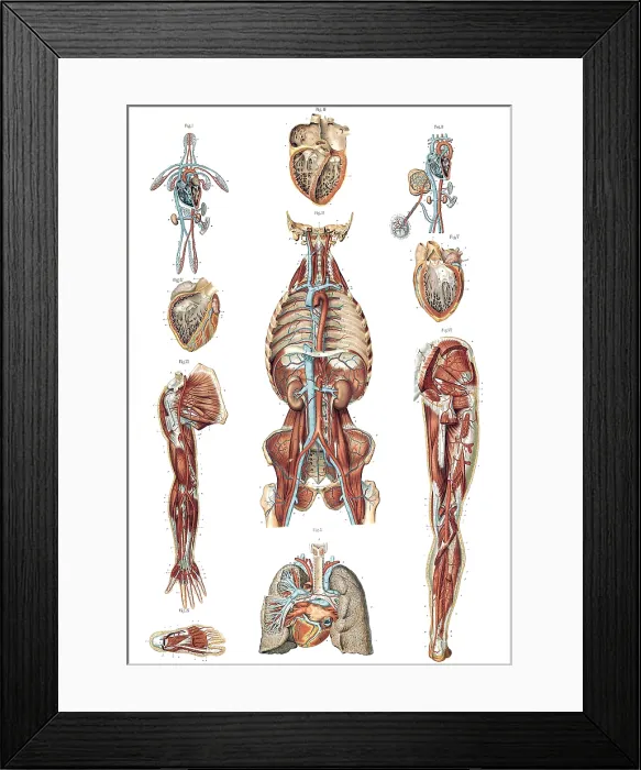 Framed Print : Anatomie du Corps Humain, Laskowski, 1894 Framed Print : Anatomie du Corps Humain, Laskowski, 1894