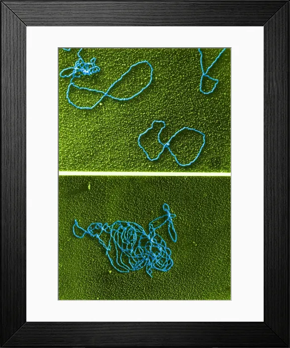 Framed Print : Circular DNA and Polymerase Reaction, TEM Framed Print : Circular DNA and Polymerase Reaction, TEM