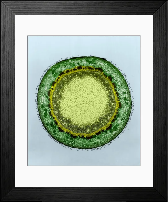 Framed Print : Magnolia Stem, light micrograph Framed Print : Magnolia Stem, light micrograph