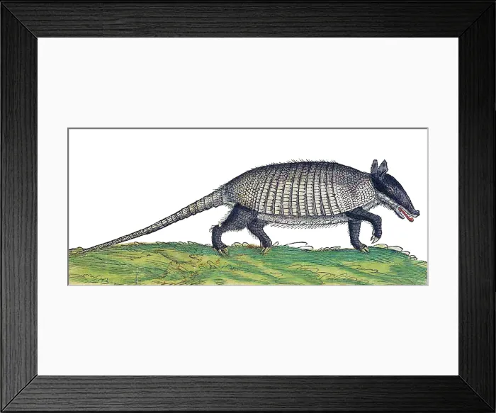 Framed Print : Gessner, Armadillo, 16th Century