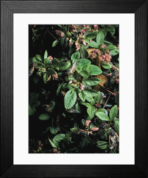 Framed Print : Periodical Cicadas Framed Print : Periodical Cicadas
