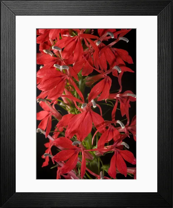 Framed Print : Cardinal Flower Framed Print : Cardinal Flower