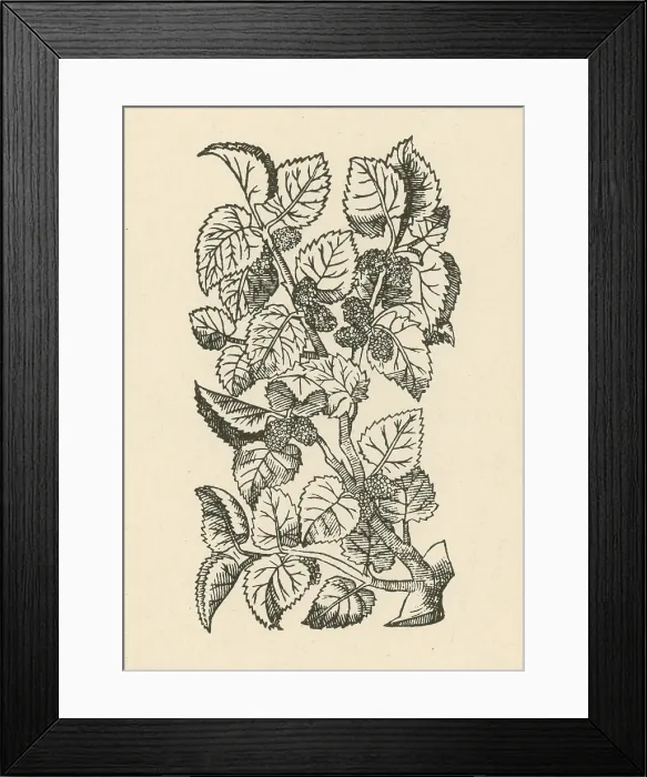 Framed Print : Red Mulberry