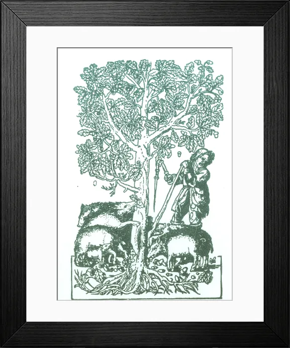 Framed Print : 'The Best Ham Grows On Oaks' Framed Print : 'The Best Ham Grows On Oaks'