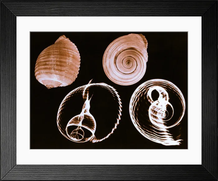 Framed Print : Tun shell, X-ray Framed Print : Tun shell, X-ray
