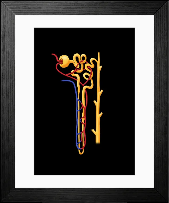 Framed Print : Nephron, Illustration Framed Print : Nephron, Illustration