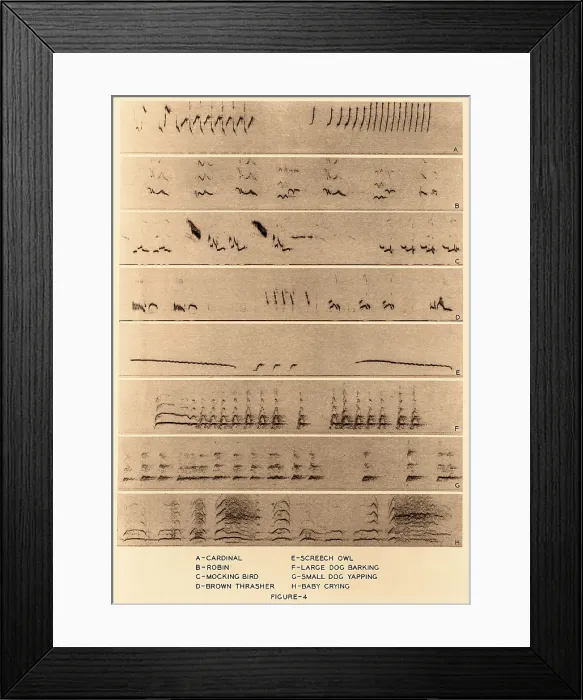Framed Print : Audio Spectrograms Framed Print : Audio Spectrograms