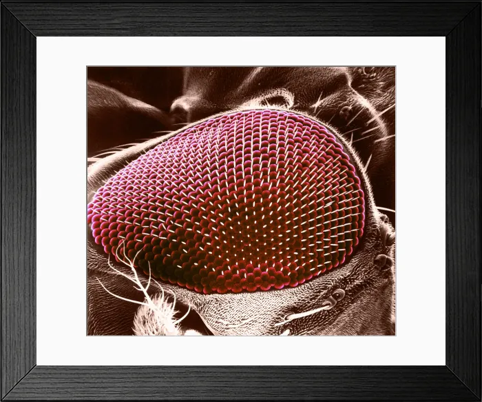 Framed Print : Fruit Fly Eye, under a microscope (SEM) Framed Print : Fruit Fly Eye, under a microscope (SEM)