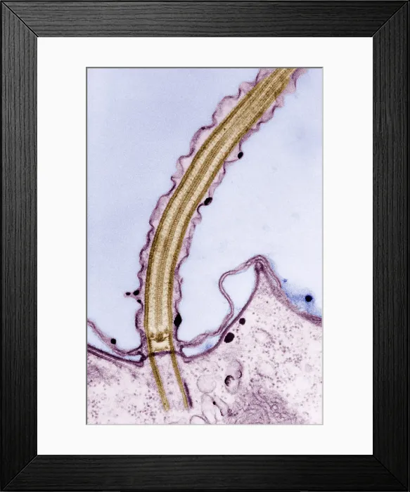 Framed Print : Cilia. Longitudinal section of cilia. Cilia (and flagella) are projections Framed Print : Cilia. Longitudinal section of cilia. Cilia (and flagella) are projections
