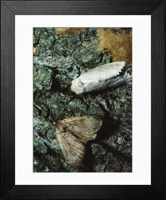 Framed Print : Gypsy moth lays eggs