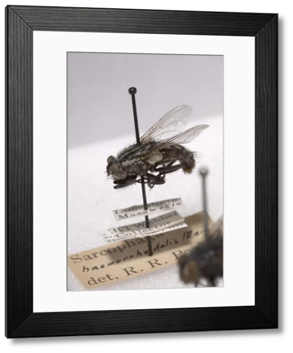 Framed Print : Forensic Helpers, Red-Tailed Flesh Fly Framed Print : Forensic Helpers, Red-Tailed Flesh Fly