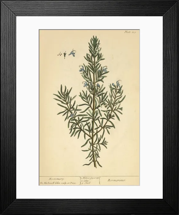 Framed Print : Rosemary, Medicinal Plant, 1737 Framed Print : Rosemary, Medicinal Plant, 1737