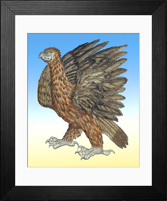 Framed Print : Gessner, Eagle, 16th Century Framed Print : Gessner, Eagle, 16th Century