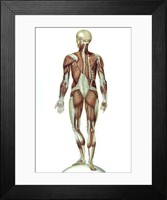 Framed Print : Anatomie du Corps Humain, Laskowski, 1894 Framed Print : Anatomie du Corps Humain, Laskowski, 1894