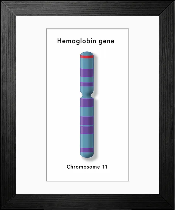 Framed Print : The Hemoglobin Gene, Chromosome 11, Illustration Framed Print : The Hemoglobin Gene, Chromosome 11, Illustration