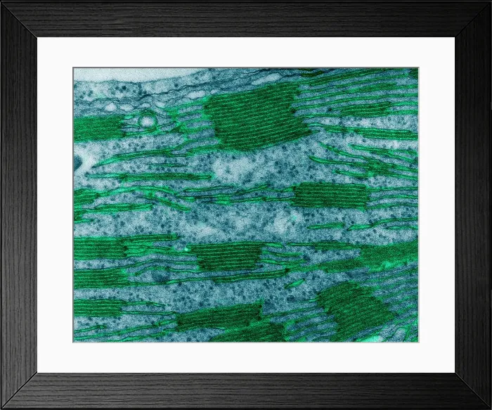 Framed Print : Chloroplast in Corn Leaf Cell, TEM Framed Print : Chloroplast in Corn Leaf Cell, TEM