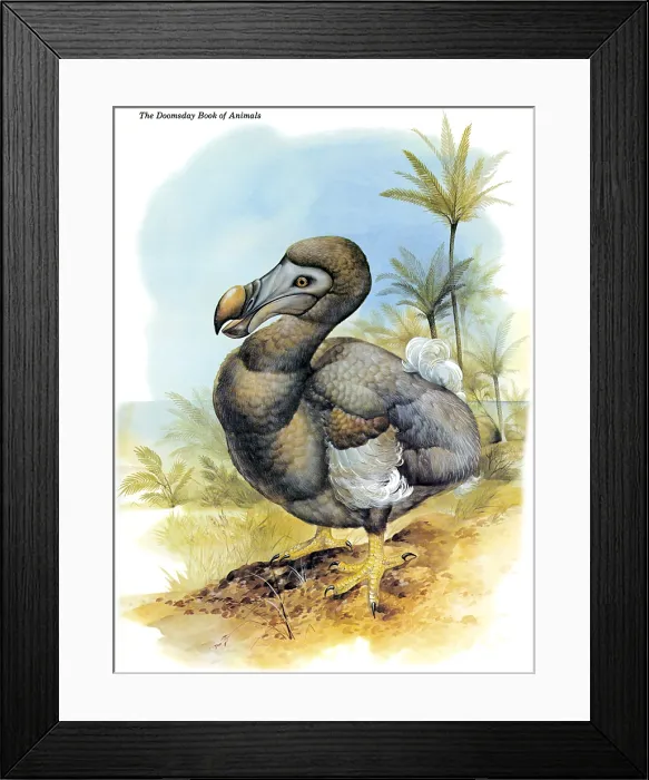 Framed Print : Dodo Bird. The Dodo is an extinct flightless bird Framed Print : Dodo Bird. The Dodo is an extinct flightless bird