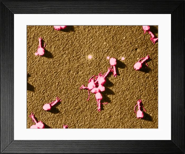 Framed Print : Enterobacteria Phage T4, TEM Framed Print : Enterobacteria Phage T4, TEM