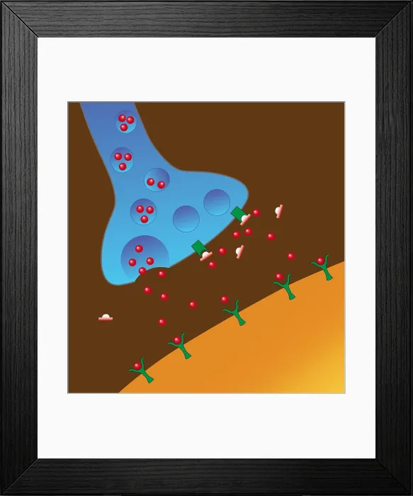 Framed Print : Effect of Heroin on Neurons