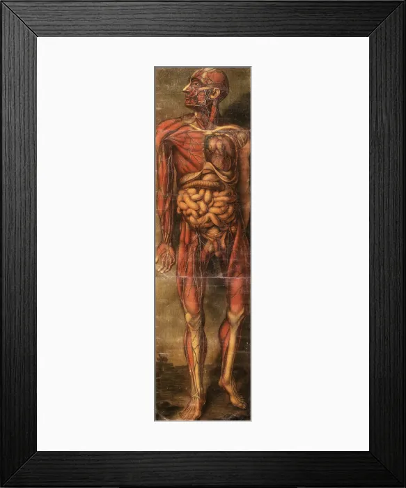 Framed Print : Anatomie Generale Des Visceres Framed Print : Anatomie Generale Des Visceres
