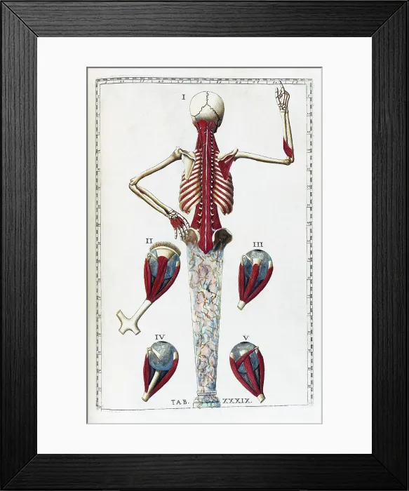 Framed Print : Eustachi, 'Tabulae anatomicae', 1783 Framed Print : Eustachi, 'Tabulae anatomicae', 1783